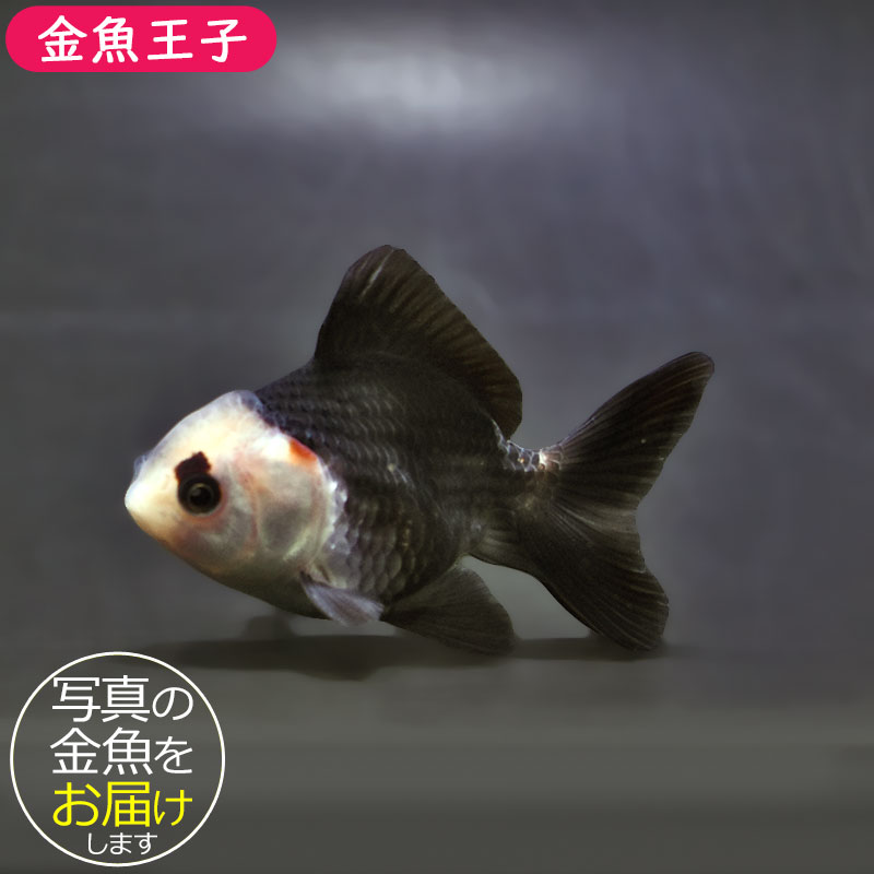 【金魚王子】白黒オランダ  7.5±1cm前後 (個体番号：xsw146) 金魚 きんぎょ 生体 オランダ獅子頭 厳選個体
