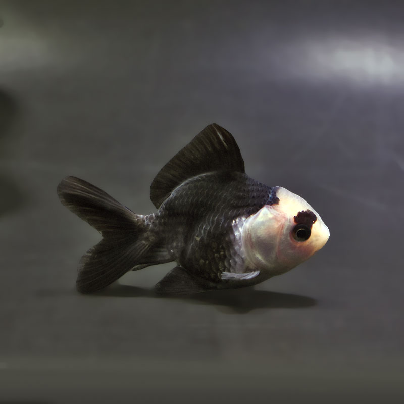 【金魚王子】白黒オランダ  7.5±1cm前後 (個体番号：xsw146) 金魚 きんぎょ 生体 オランダ獅子頭 厳選個体