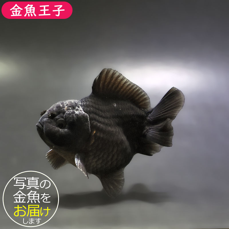 金魚王子】黒オランダ 9±1cm前後 (個体番号：xsw497) 金魚 きんぎょ