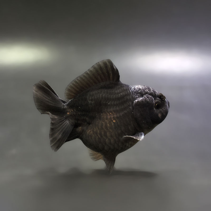 金魚王子】黒オランダ 9±1cm前後 (個体番号：xsw497) 金魚 きんぎょ