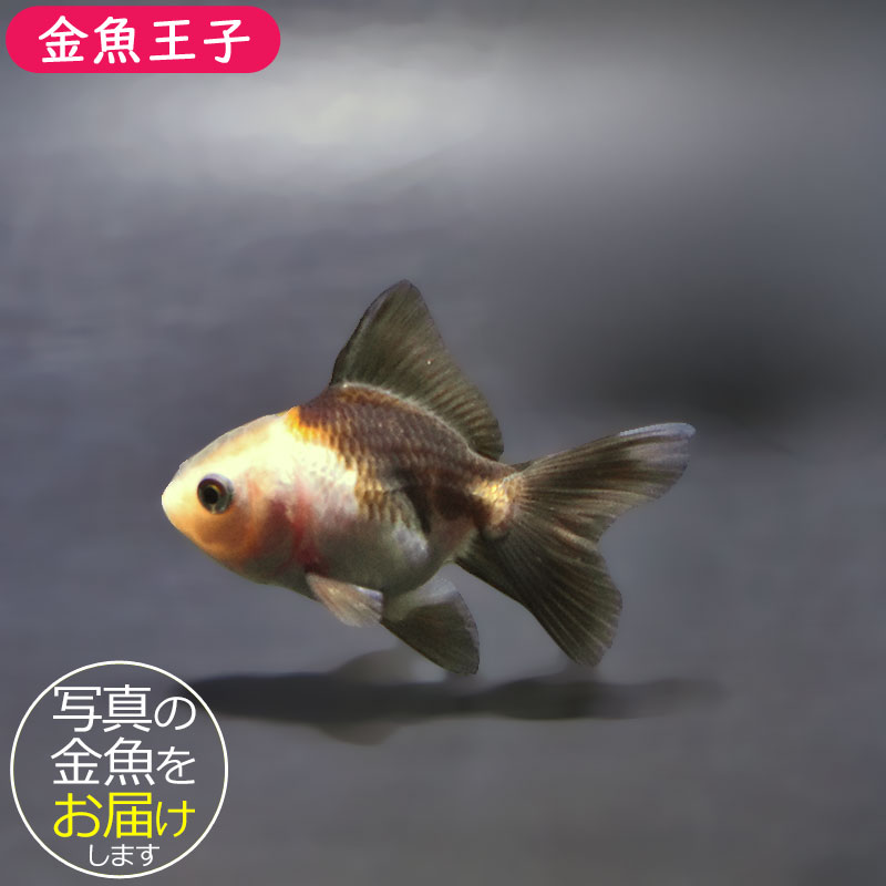 金魚王子】白黒オランダ 5.5～6cm前後 (個体番号：xsw826) 金魚