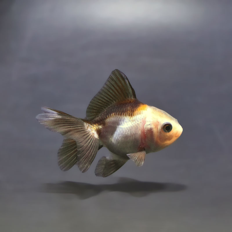 金魚王子】白黒オランダ 5.5～6cm前後 (個体番号：xsw826) 金魚