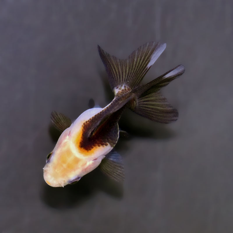 金魚王子】白黒オランダ 5.5～6cm前後 (個体番号：xsw826) 金魚