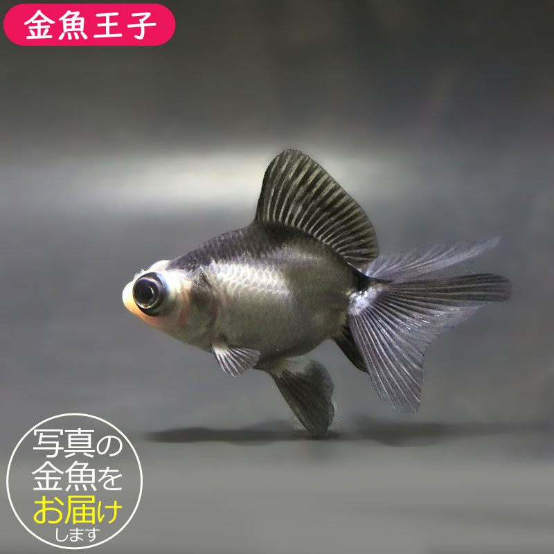 金魚王子】パンダ蝶尾 7～7.5cm前後 (個体番号：zaq443) 金魚 きんぎょ