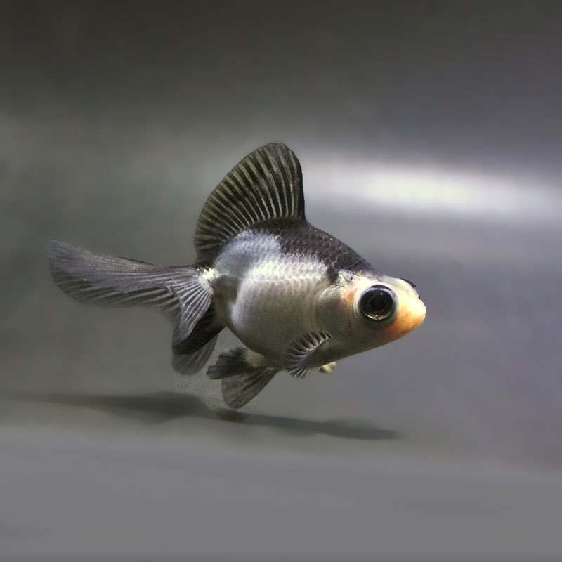【金魚王子】パンダ蝶尾 7～7.5cm前後 (個体番号：zaq443) 金魚 きんぎょ 生体 蝶尾 厳選個体