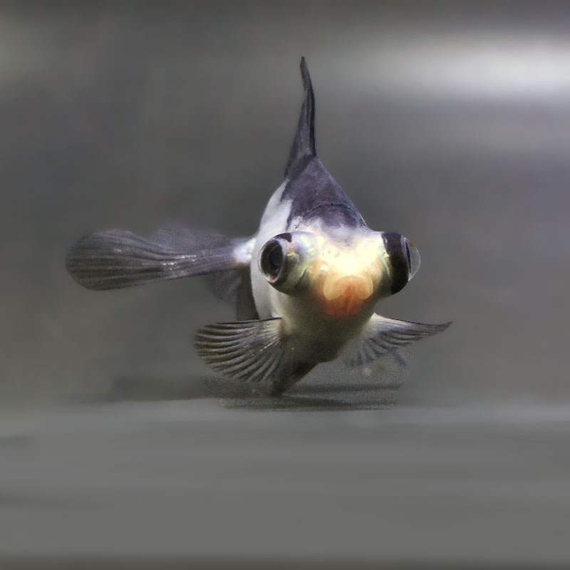 【金魚王子】パンダ蝶尾 7～7.5cm前後 (個体番号：zaq443) 金魚 きんぎょ 生体 蝶尾 厳選個体