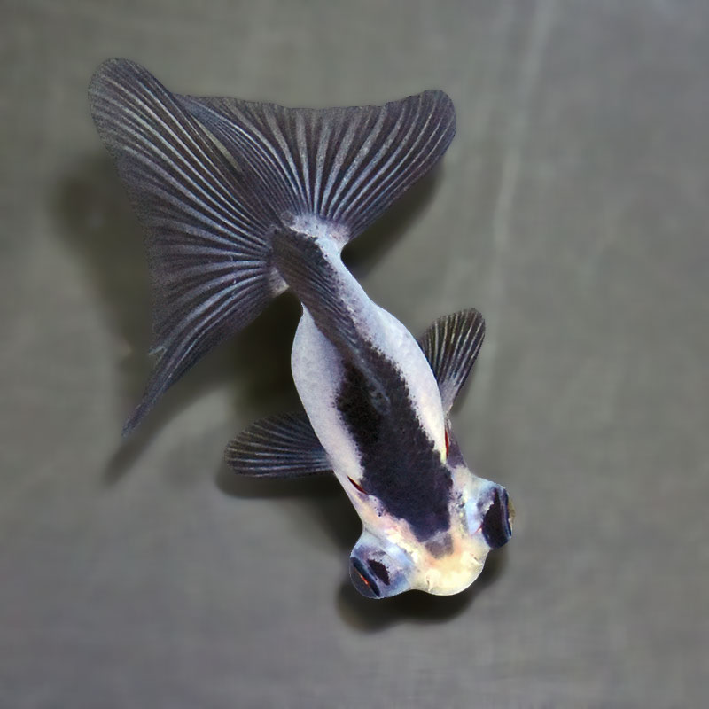 【金魚王子】パンダ蝶尾 7～7.5cm前後 (個体番号：zaq443) 金魚 きんぎょ 生体 蝶尾 厳選個体