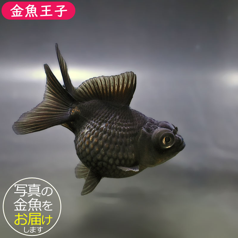 金魚王子】黒竜 8±1cm前後 (個体番号：zaq786) 金魚 きんぎょ 生体