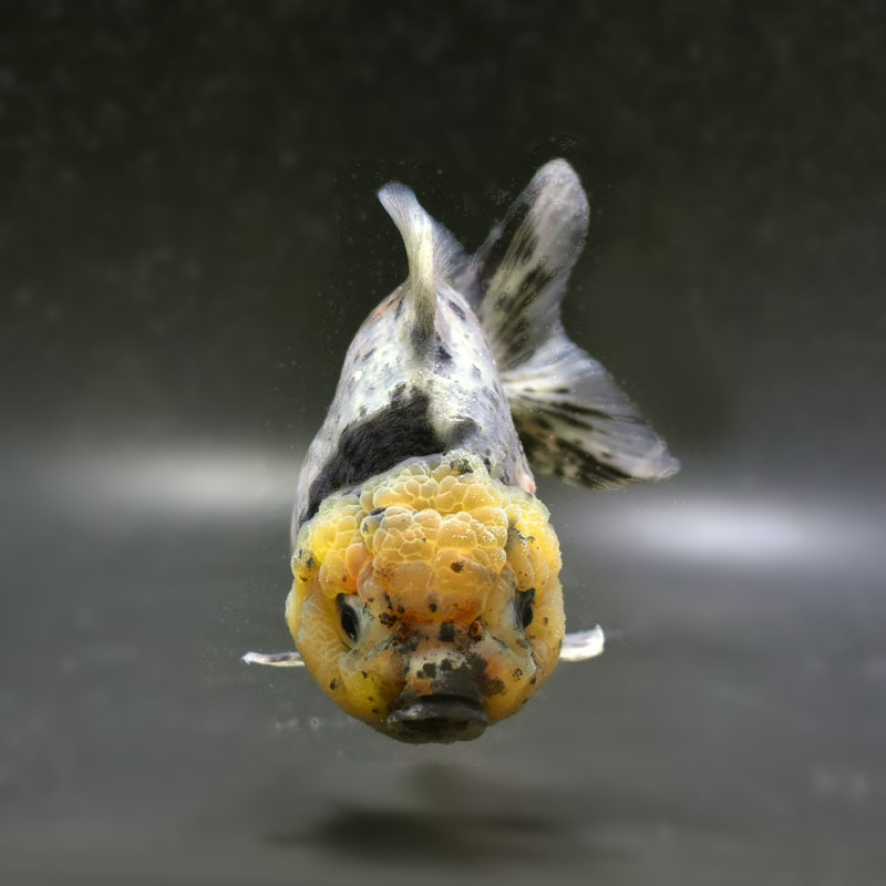 ひさぴょん様　オーダー品 金魚王子】ベビーオランダ 5±1cm前後 (個体番号：cde355) 金魚