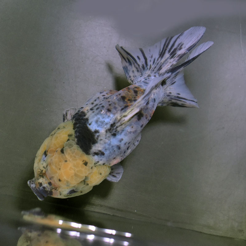 (*/様 獅子頭 獅子舞頭（赤&金水引） 6cm<br><br>No.000646｜Dish works RENTAL