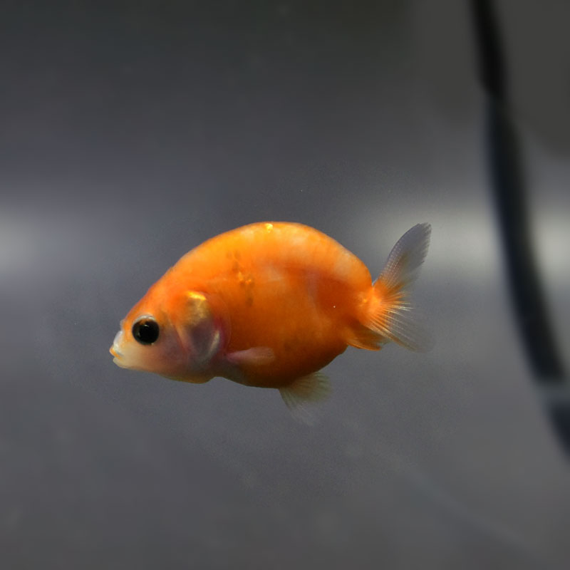 【中古】 SELANGOR 金魚のデザイン 薩摩産 完売致しました。 フェニックステール琉金 19cm 一点物