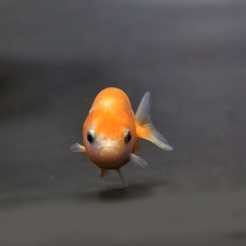 花鳥魚 キララハゼ | 漫湖水鳥・湿地センター