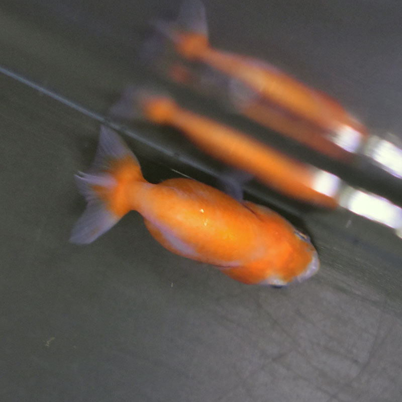 【中古】 SELANGOR 金魚のデザイン 薩摩産 完売致しました。 フェニックステール琉金 19cm 一点物