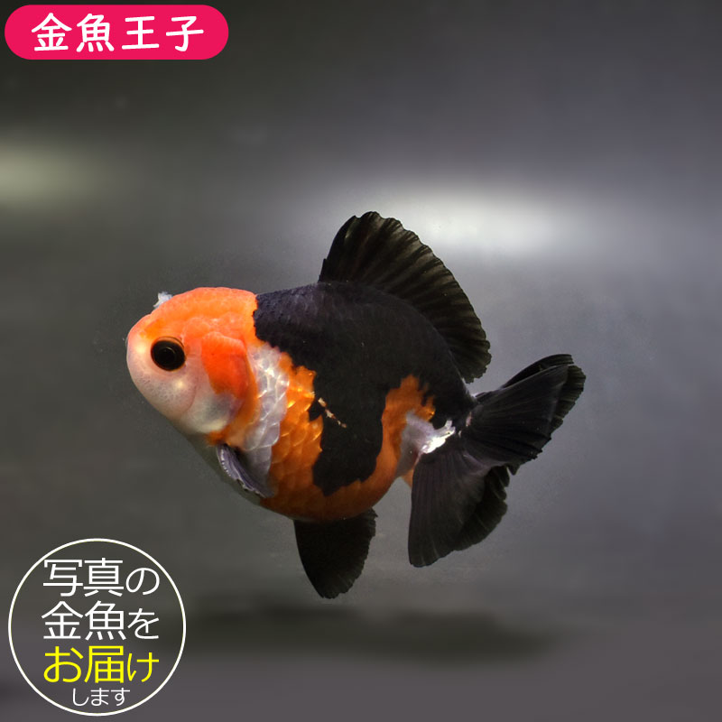金魚　 金魚王子】トリカラーオランダ 8.5cm前後 (個体番号：cde734) 金魚