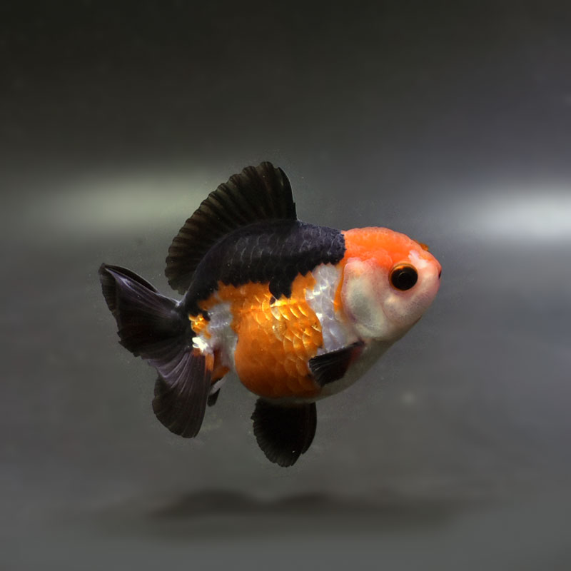 金魚王子】トリカラーオランダ 8.5cm前後 (個体番号：cde734) 金魚