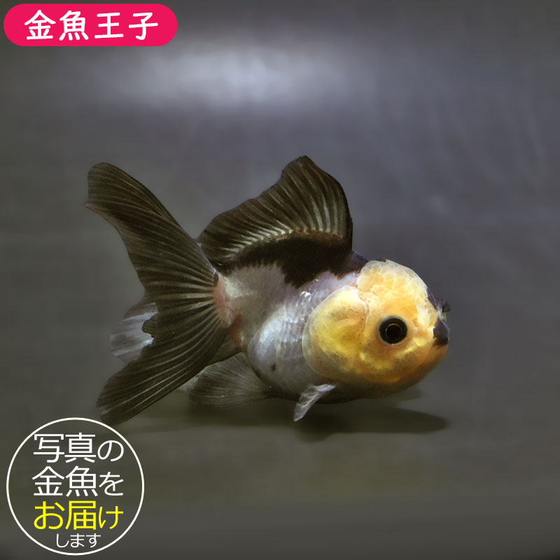 【金魚王子】白黒オランダ  7.5±1cm前後 (個体番号：xsw147) 金魚 きんぎょ 生体 オランダ獅子頭 厳選個体