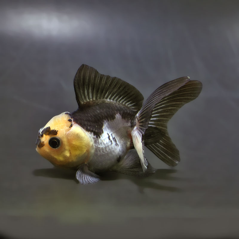 【金魚王子】白黒オランダ  7.5±1cm前後 (個体番号：xsw147) 金魚 きんぎょ 生体 オランダ獅子頭 厳選個体