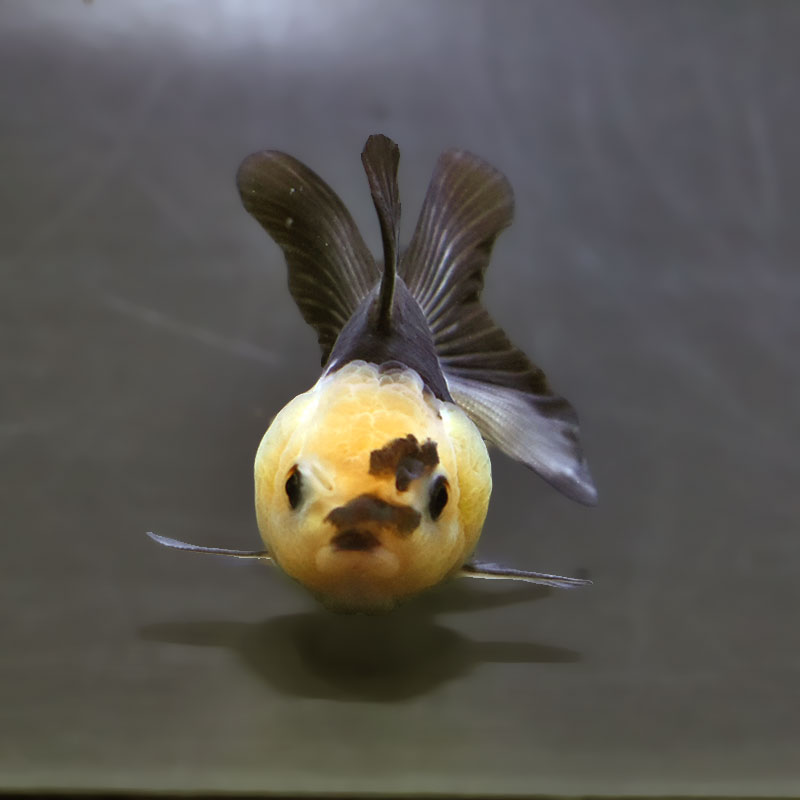 【金魚王子】白黒オランダ  7.5±1cm前後 (個体番号：xsw147) 金魚 きんぎょ 生体 オランダ獅子頭 厳選個体