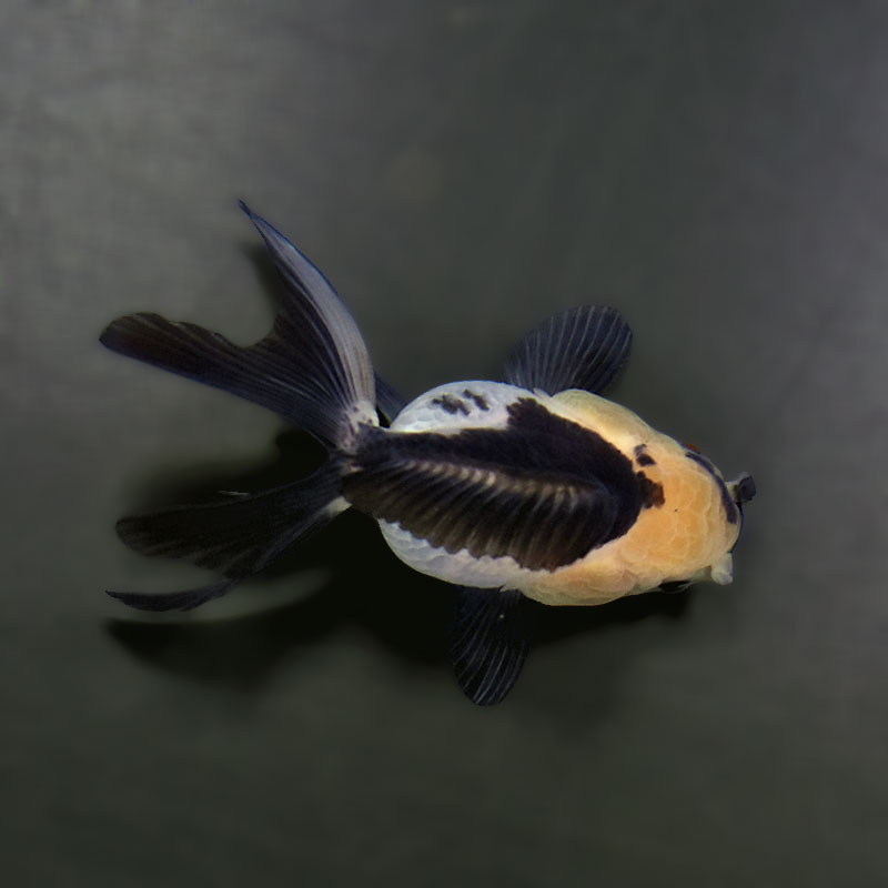 【金魚王子】白黒オランダ  7.5±1cm前後 (個体番号：xsw147) 金魚 きんぎょ 生体 オランダ獅子頭 厳選個体