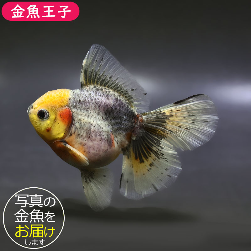 大型金魚。 フランスで巨大「金魚」が釣り上げられる、体重30キロ - BBCニュース