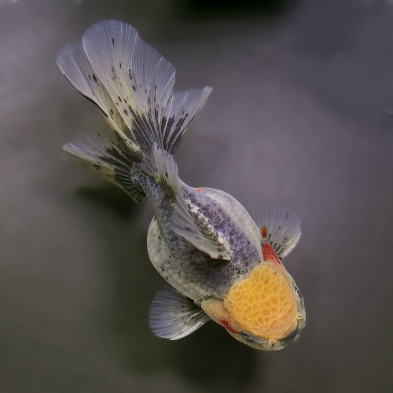 金魚王子】キリンハーフムーンオランダ 11.5cm前後 (個体番号：xsw313