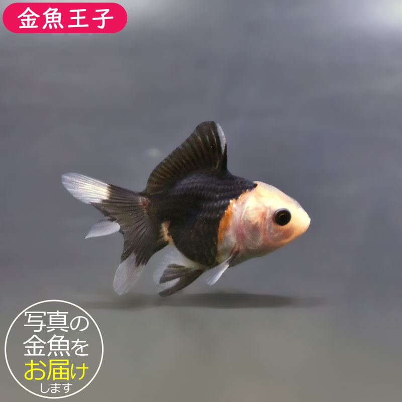 金魚王子】白黒オランダ 5.5～6cm前後 (個体番号：xsw827) 金魚