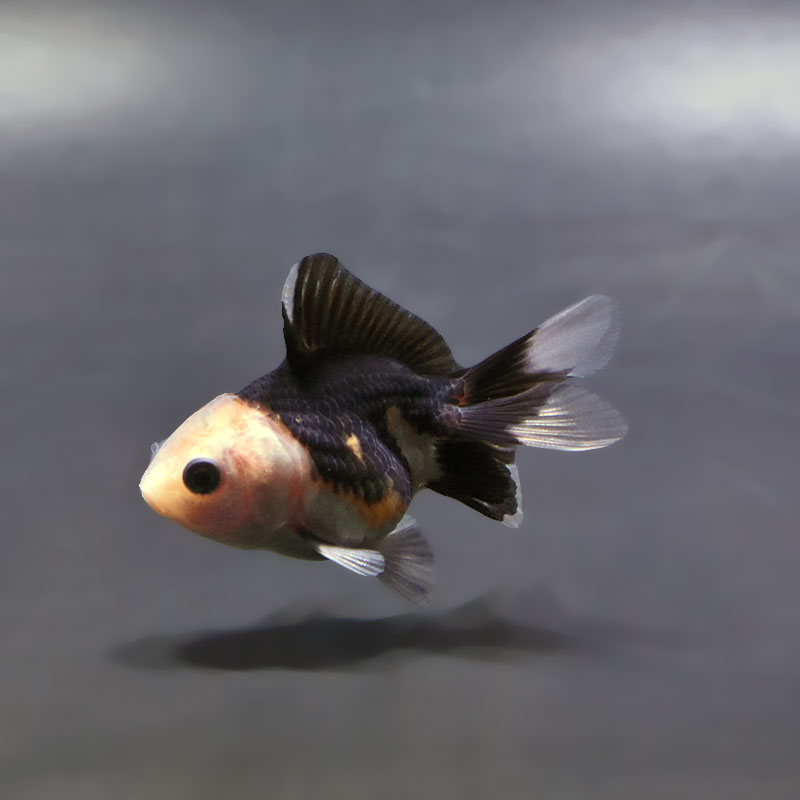 金魚王子】白黒オランダ 5.5～6cm前後 (個体番号：xsw827) 金魚