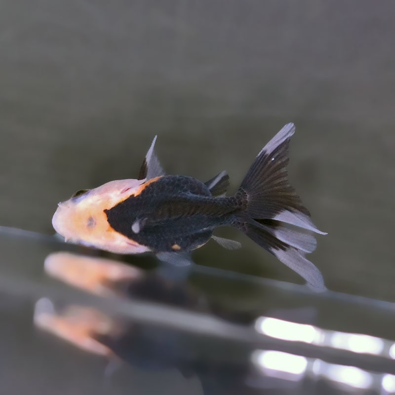 金魚王子】白黒オランダ 5.5～6cm前後 (個体番号：xsw827) 金魚