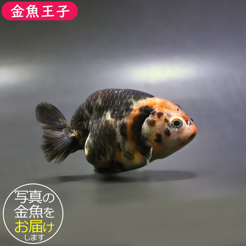 金魚王子】江戸錦 9±1cm前後 (個体番号：zaq275) 金魚 きんぎょ 生体
