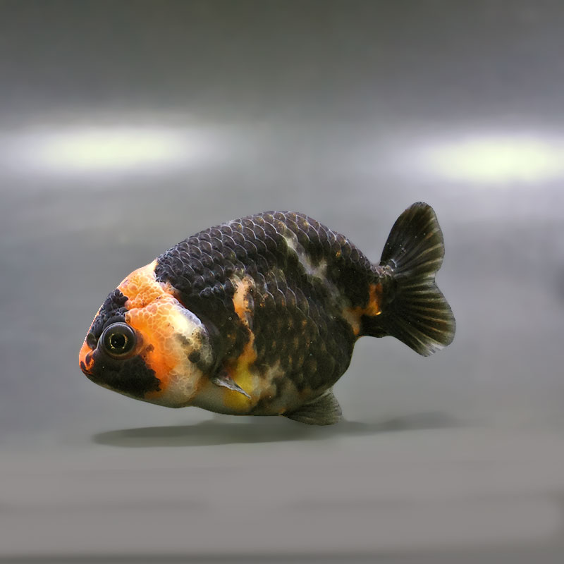金魚王子】江戸錦 9±1cm前後 (個体番号：zaq275) 金魚 きんぎょ 生体