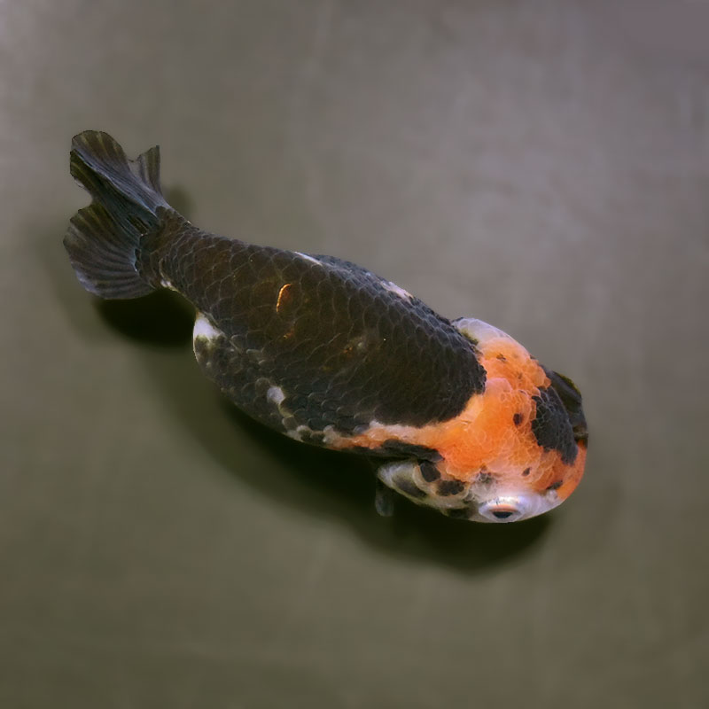 金魚王子】江戸錦 9±1cm前後 (個体番号：zaq275) 金魚 きんぎょ 生体