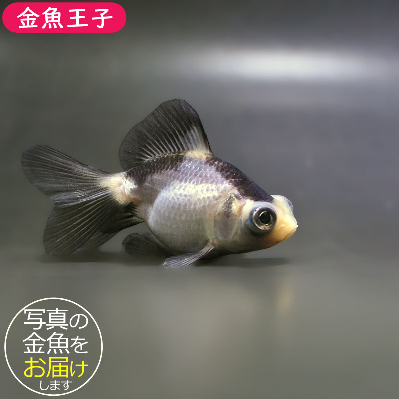 【金魚王子】パンダ蝶尾 7～7.5cm前後 (個体番号：zaq444) 金魚 きんぎょ 生体 蝶尾 厳選個体