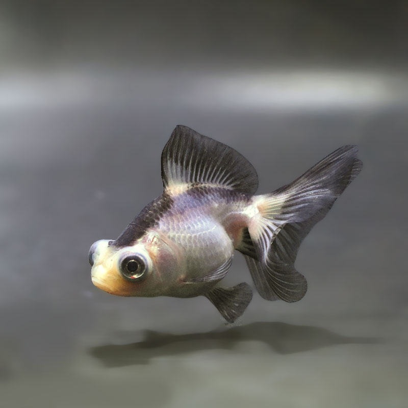 【金魚王子】パンダ蝶尾 7～7.5cm前後 (個体番号：zaq444) 金魚 きんぎょ 生体 蝶尾 厳選個体