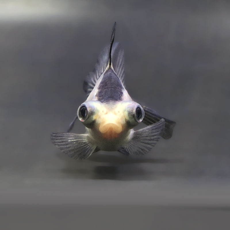 【金魚王子】パンダ蝶尾 7～7.5cm前後 (個体番号：zaq444) 金魚 きんぎょ 生体 蝶尾 厳選個体