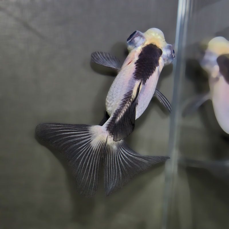 【金魚王子】パンダ蝶尾 7～7.5cm前後 (個体番号：zaq444) 金魚 きんぎょ 生体 蝶尾 厳選個体