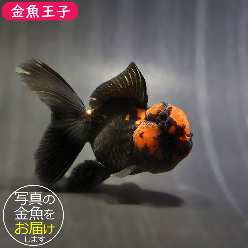 金魚王子】レッド＆ブラックオランダ 9±1cm前後 (個体番号：zaq632