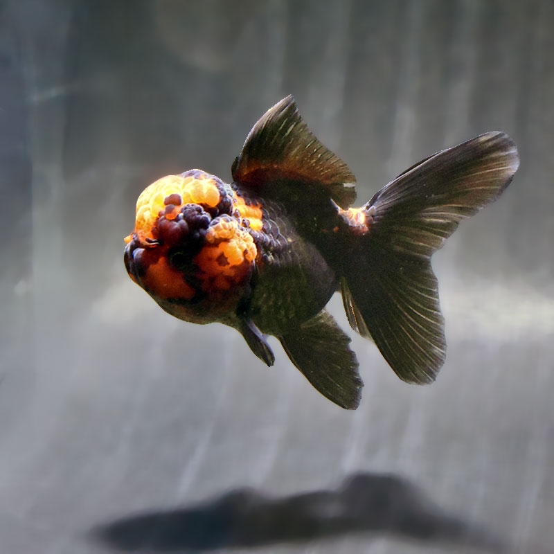 金魚王子】レッド＆ブラックオランダ 9±1cm前後 (個体番号：zaq632