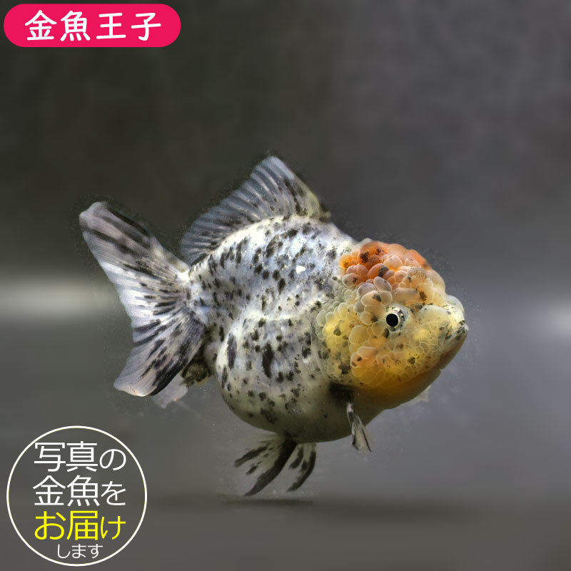 金魚王子】変わり柄ショートテールオランダ 14cm前後 (個体番号