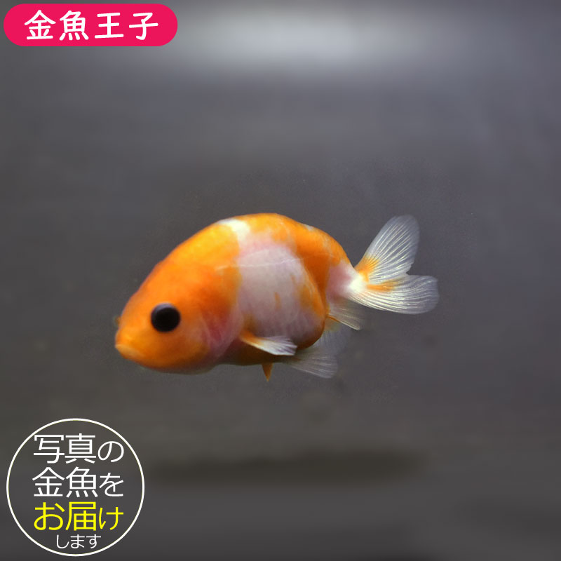 金魚王子】桜錦 6±1cm前後 (個体番号：cde562) 金魚 きんぎょ 生体