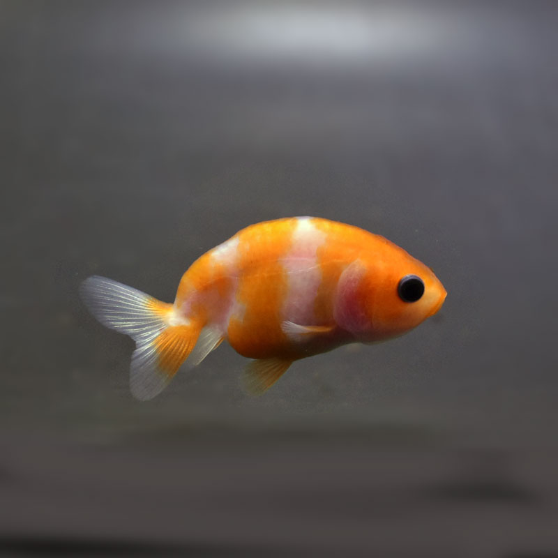 金魚王子】桜錦 6±1cm前後 (個体番号：cde562) 金魚 きんぎょ 生体