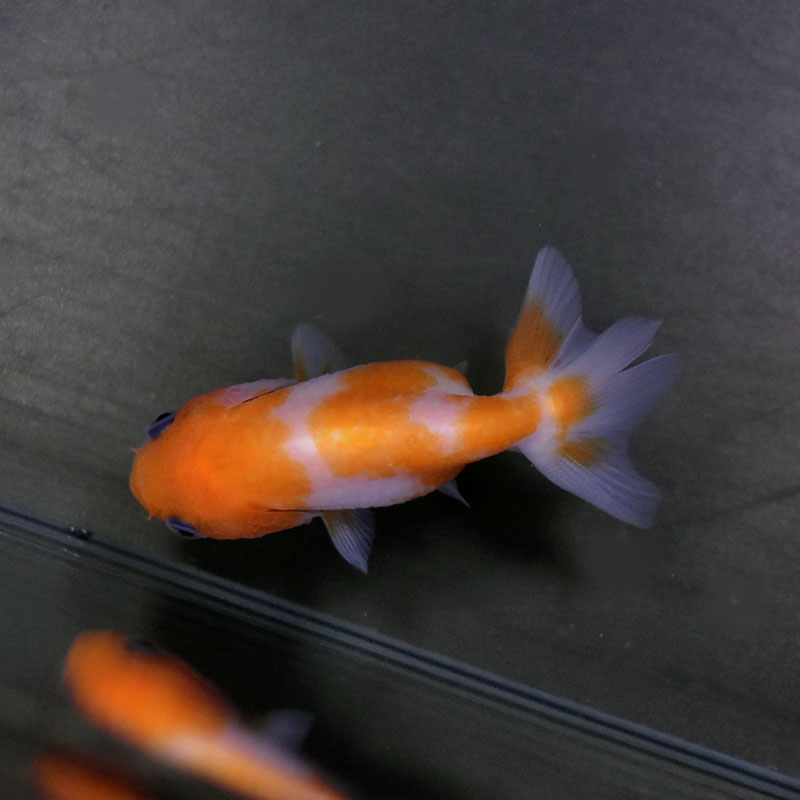 金魚一位　 hqdefault.jpg