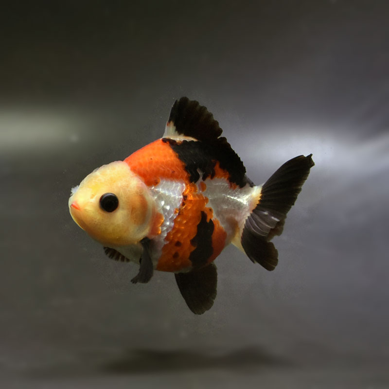 金魚王子】トリカラーオランダ 8.5cm前後 (個体番号：cde735) 金魚