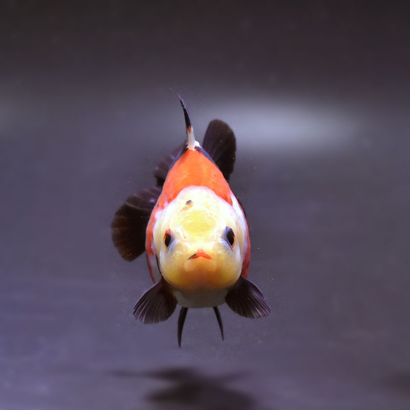 金魚王子】トリカラーオランダ 8.5cm前後 (個体番号：cde735) 金魚