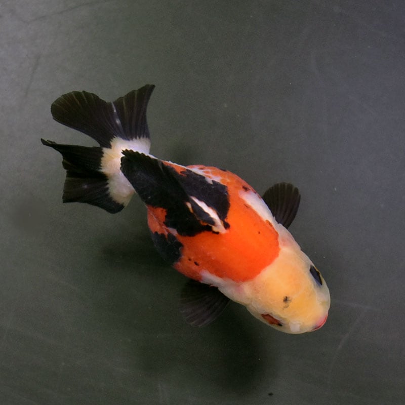 金魚王子】トリカラーオランダ 8.5cm前後 (個体番号：cde735) 金魚
