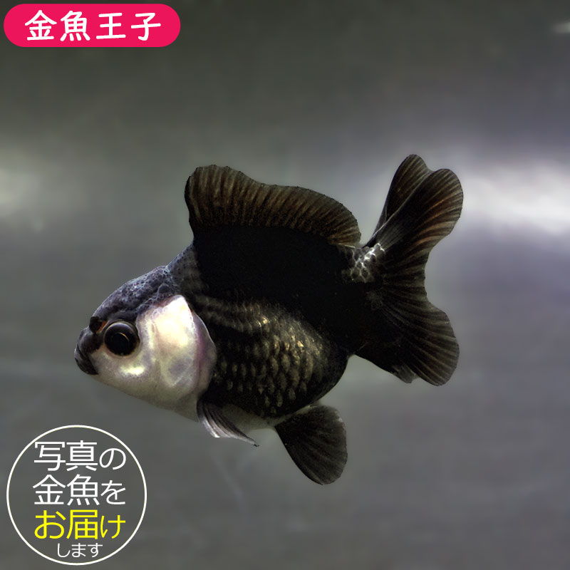 【金魚王子】白黒オランダ  7.5±1cm前後 (個体番号：xsw148) 金魚 きんぎょ 生体 オランダ獅子頭 厳選個体