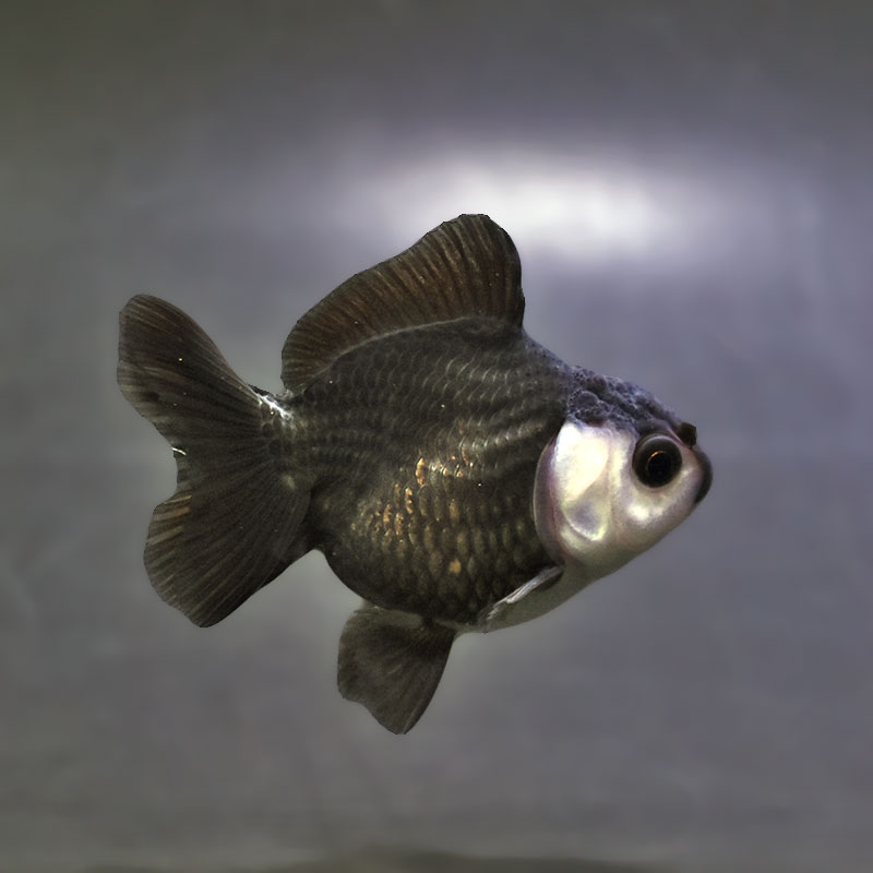 【金魚王子】白黒オランダ  7.5±1cm前後 (個体番号：xsw148) 金魚 きんぎょ 生体 オランダ獅子頭 厳選個体