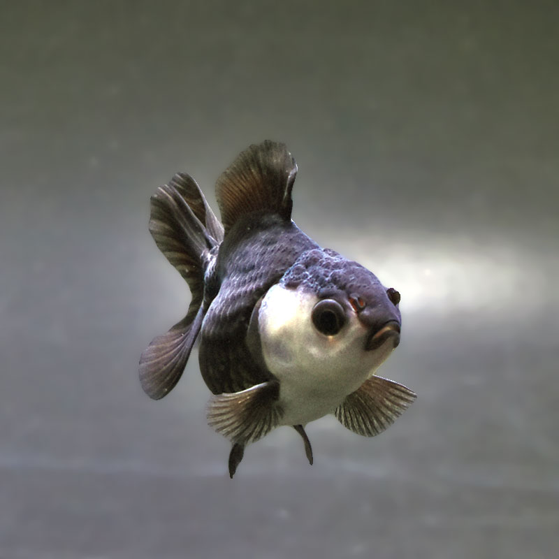 【金魚王子】白黒オランダ  7.5±1cm前後 (個体番号：xsw148) 金魚 きんぎょ 生体 オランダ獅子頭 厳選個体