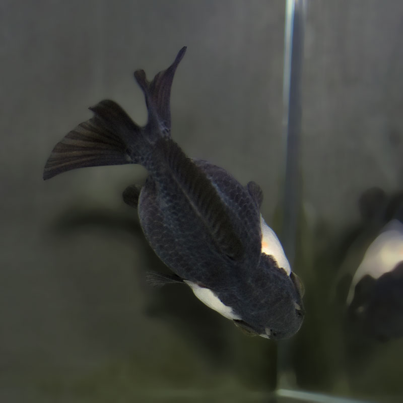 【金魚王子】白黒オランダ  7.5±1cm前後 (個体番号：xsw148) 金魚 きんぎょ 生体 オランダ獅子頭 厳選個体