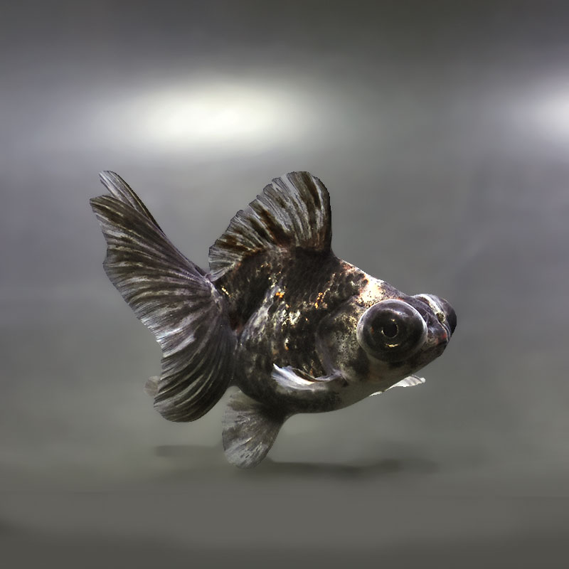 【金魚王子】キャリコ蝶尾 9.5±1cm前後 (個体番号：xsw677) 金魚 きんぎょ 生体 蝶尾 厳選個体