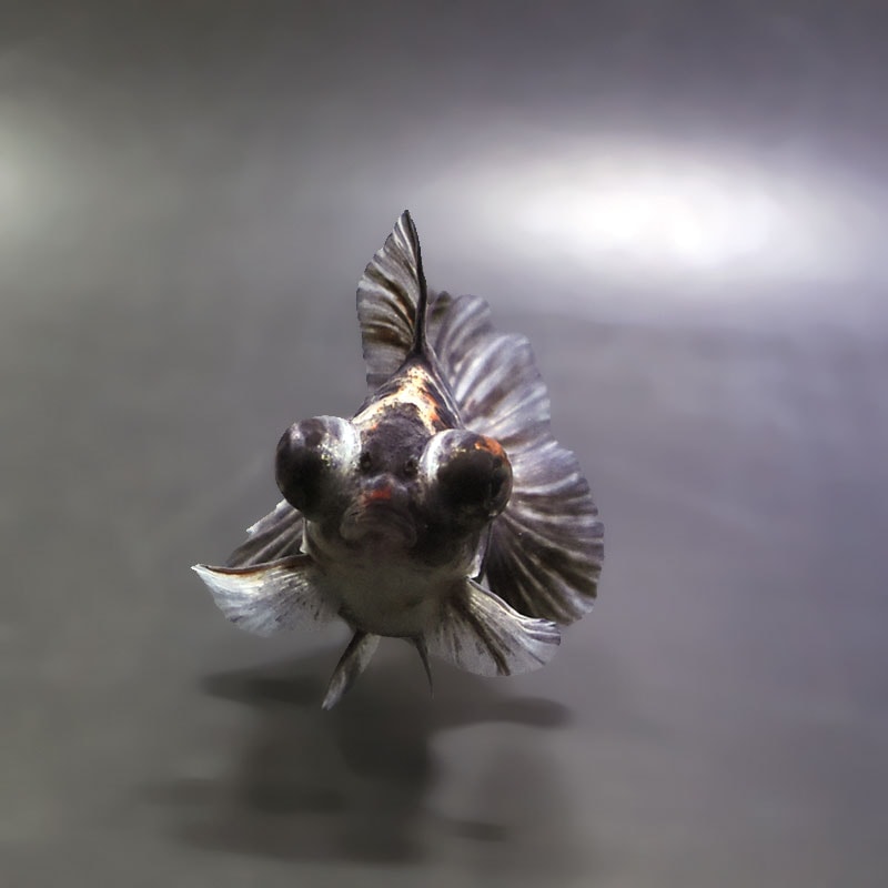 【金魚王子】キャリコ蝶尾 9.5±1cm前後 (個体番号：xsw677) 金魚 きんぎょ 生体 蝶尾 厳選個体